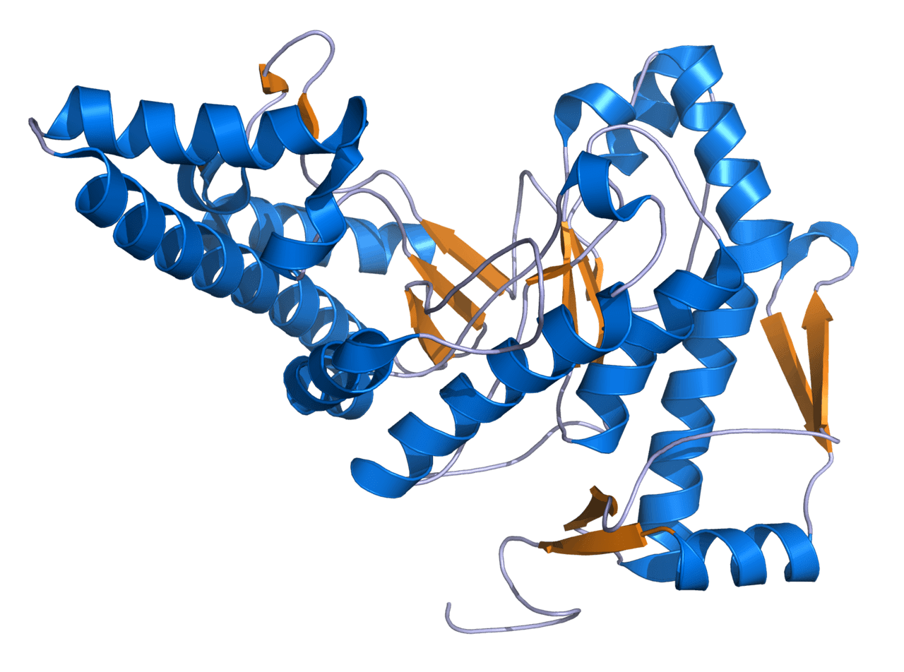 Hyaluronidase