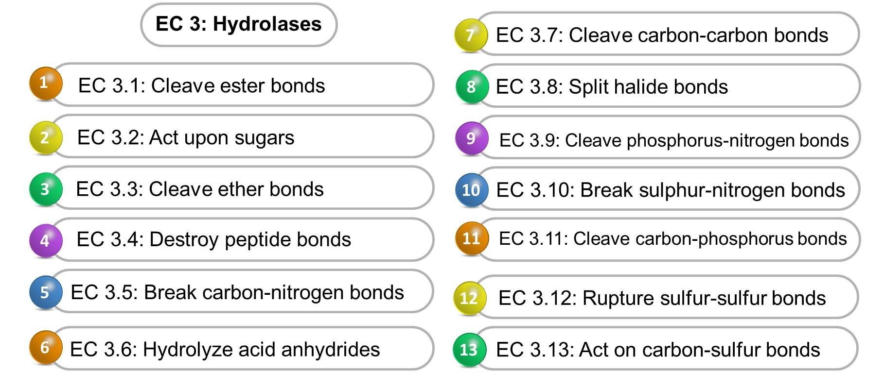 Hydrolase Introduction