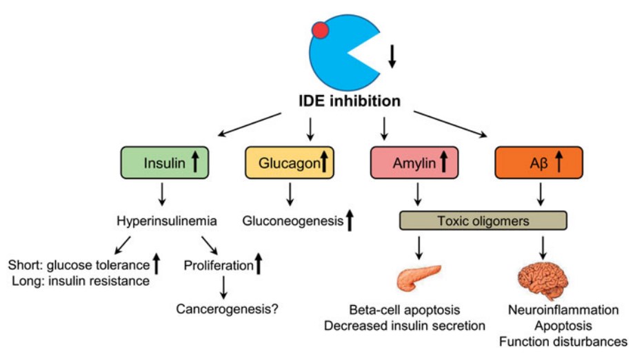 Possible side effects of pharmacological IDE inhibition
