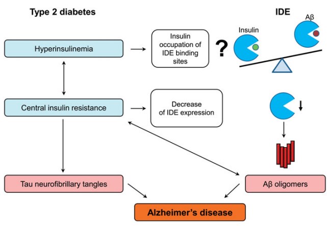 IDE as a pathological link between type 2 diabetes and Alzheimer’s disease