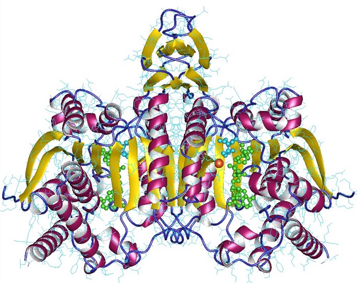 Protein structure of isocitrate dehydrogenase dimer.
