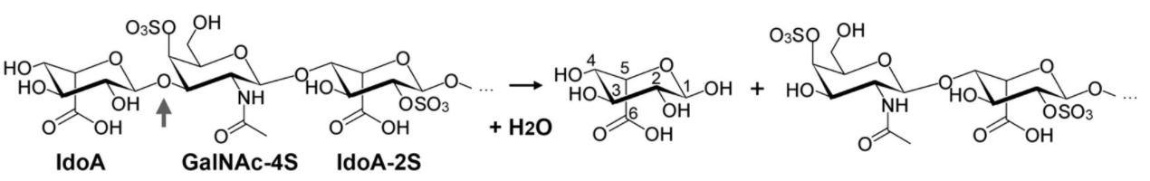 Reaction  scheme of dermatan sulfate hydrolysis catalyzed by Hidua