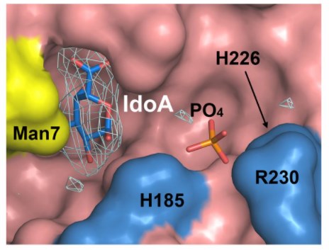 Molecular surface representation around the substrate-binding pocket of  hIDUA