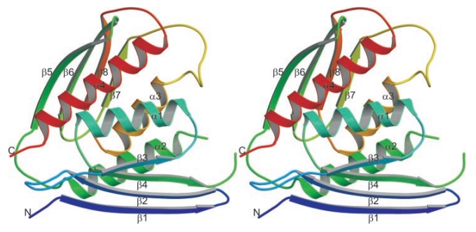 Polypeptide  fold of IGPD