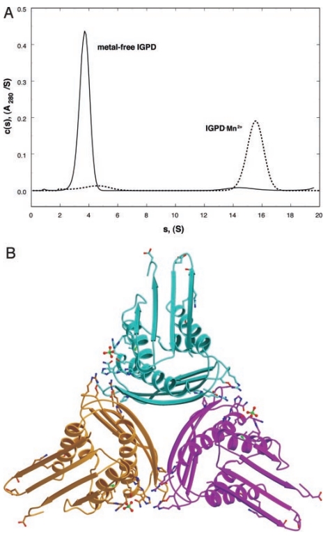 IGPD quaternary structure