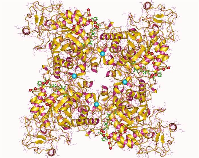 Structure of IMPDH2.