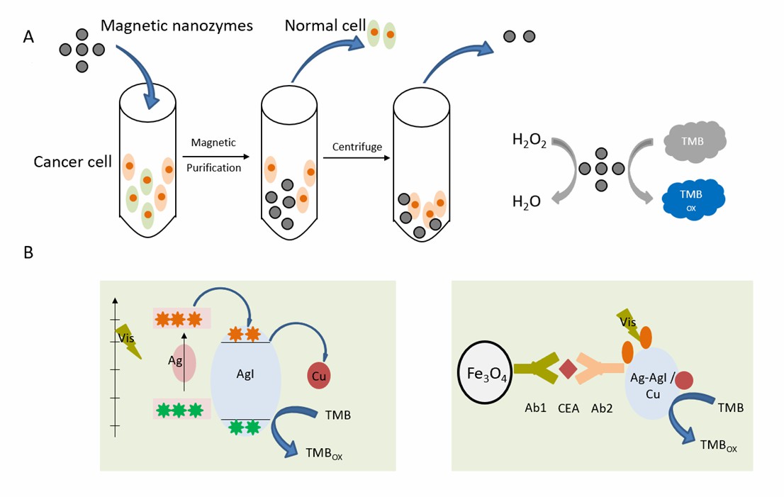 (A) presents the rapid colorimetric detection of circulating tumor cells based on bifunctional magnetic nanoparticles. (B) shows the immunoassay for carcinoembryonic antigen by employing Cu2+-doped Ag-AgI as a photosensitive nanozyme. - Creative Enzymes