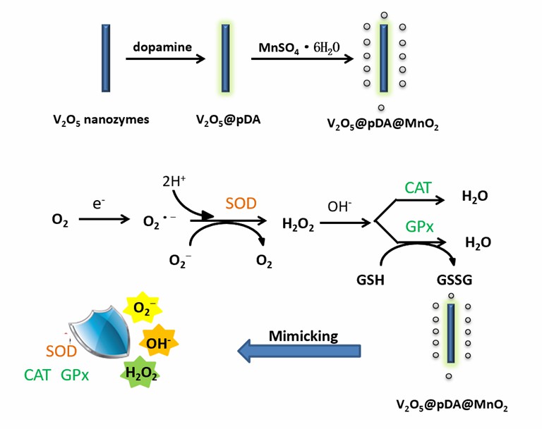 V2O5@pDA@MnO2 nanozyme system to mimic intracellular antioxidant enzyme-based defense system. - Creative Enzymes