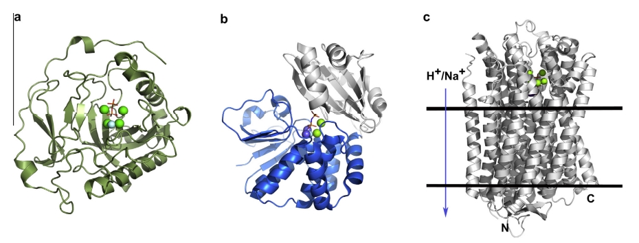 Side by  side comparison of overall ribbon views of substrate bound conformations of  Family I yeast PPase (YPPase, left) (1E6A), Family II B. subtilis PPase  (BsPPase, middle) (2HAW) and H+-pumping mung bean PPase (VrPPase, right)