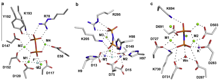 Side by  side comparison of the hydrolytic sites of YPPase (left), BsPPase (middle) and  VrPPase (right), emphasising the difference in detailed active site geometry between  the three enzymes 