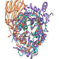 Protein structure of invertase.