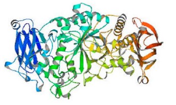 Isoamylase