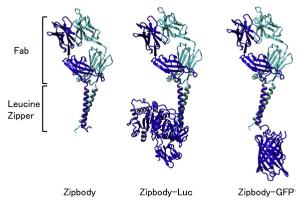 Antibody-enzyme fusion protein.