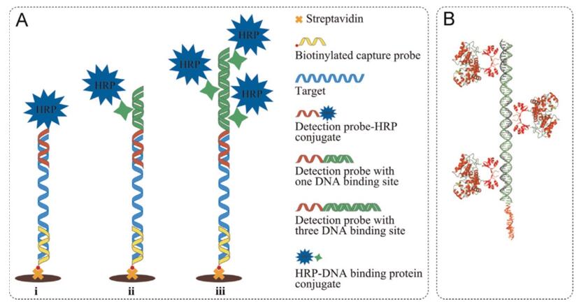 Detection probe-HRP conjugates for signal amplification.