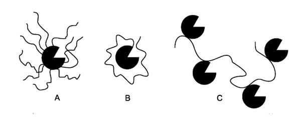 Types of enzyme conjugates with polymers.