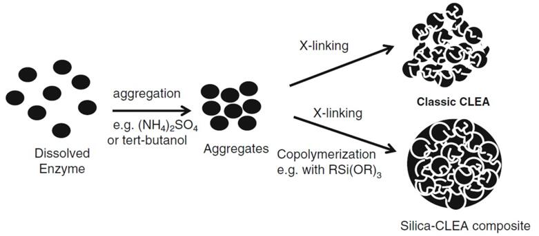 Preparation of cross-linked enzyme conjugates.