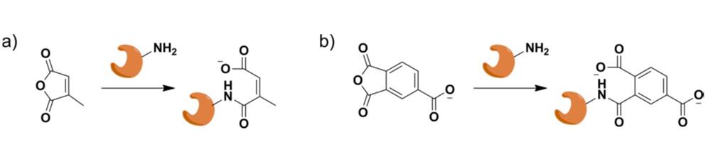 Enzyme conjugates with small molecule such as anhydrides.