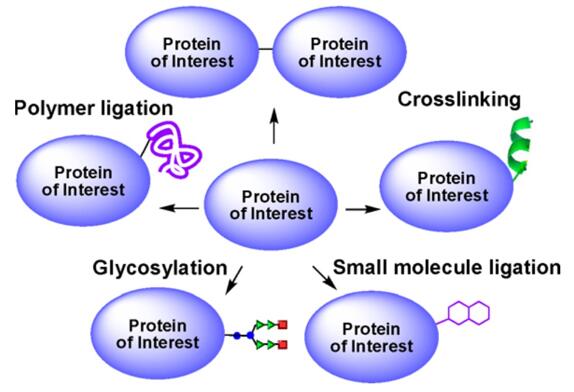 Enzyme conjugates with different moelcules.