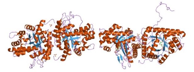 Structure of Aldolase.