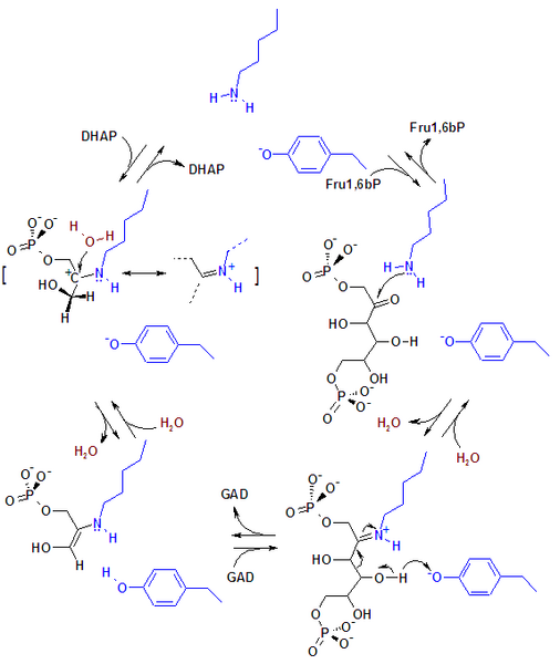 Reaction mechanism of aldolase.