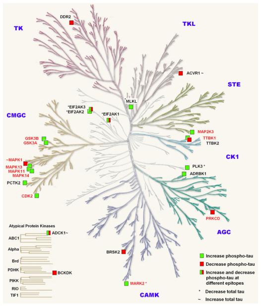 Figure 1 Hit Kinases Separated Into Kinase Families.[1]