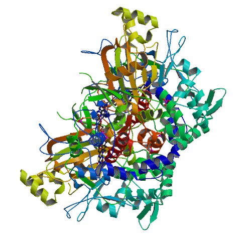 Protein structure of L-Glutamate Oxidase.