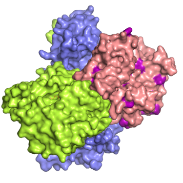 Protein structure of LKB