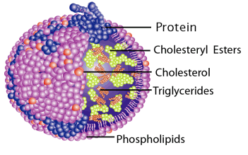 Component of lipoprotein.