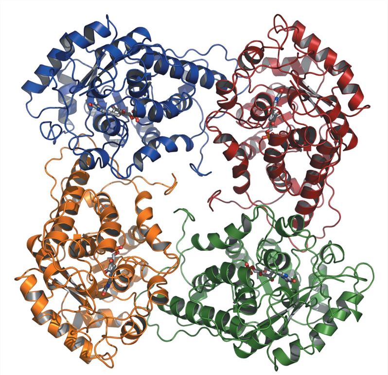 The L-Lactate oxidase tetramer, describing half of the asymmetric unit.