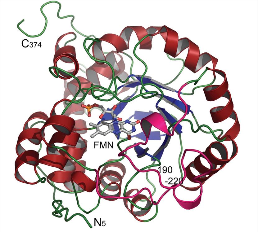 The monomer structure of L-Lactate oxidase tetramer.