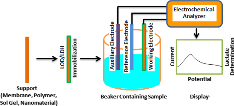 Basic principle of L-lactate oxidase biosensor.