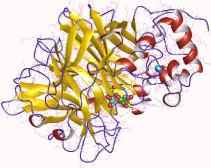 Structure of levansucrase.