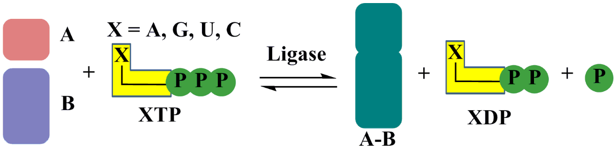Ligase Introduction Creative Enzymes