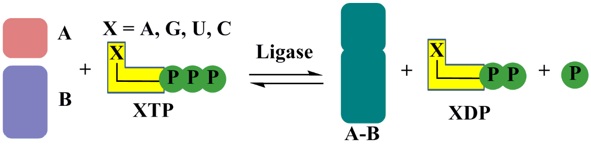 Ligase Introduction