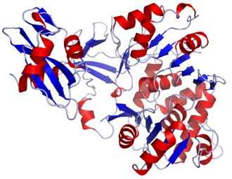 Luciferase