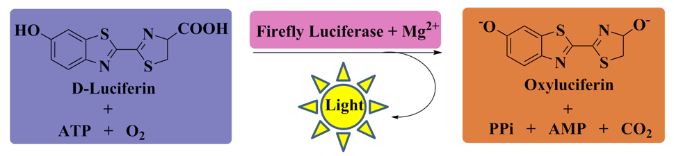 Luciferase