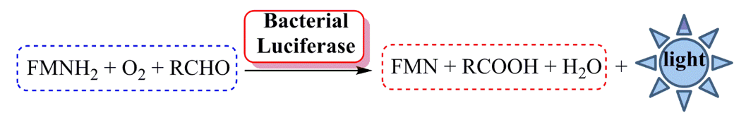 Luciferase