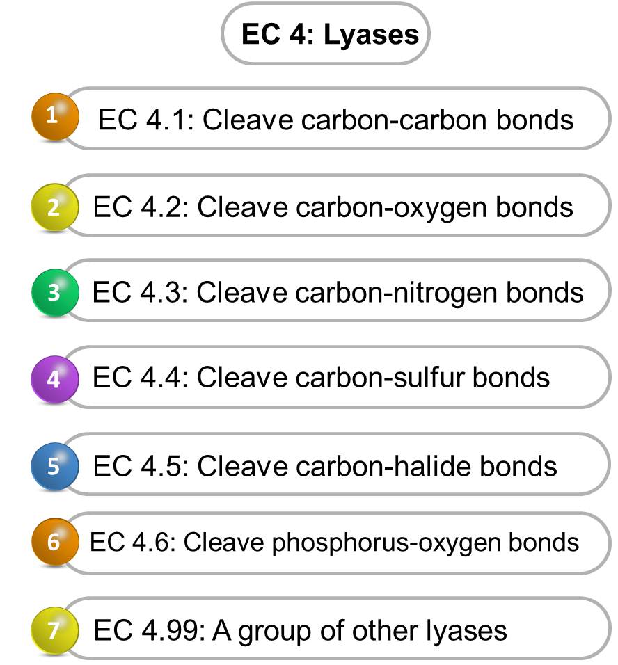 Lyase Introduction