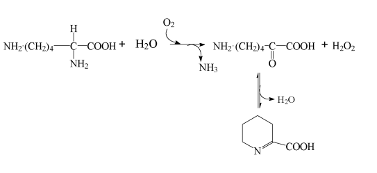 Lysine-Oxidase