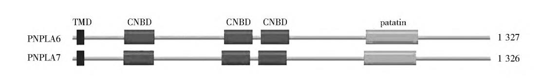 Structure of Lysophospholipases