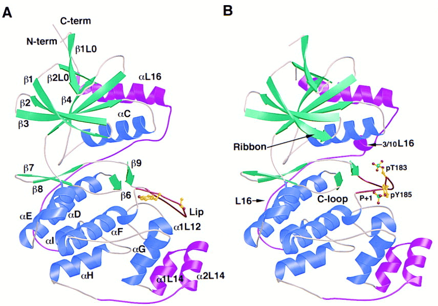 MAP-Kinase 