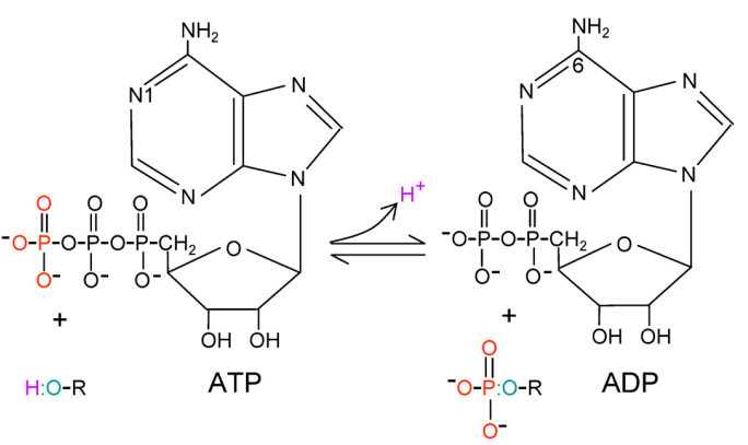 MAP-Kinase 