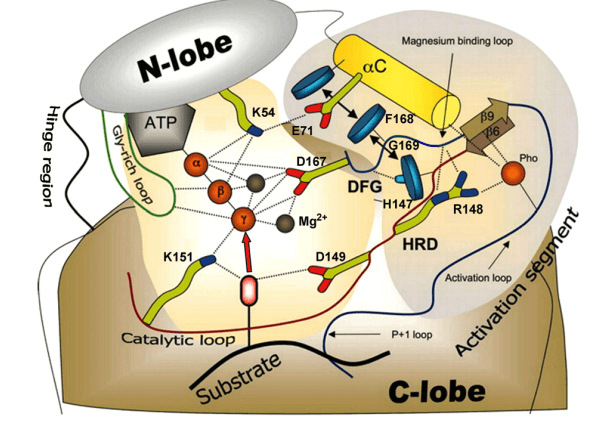 MAP-Kinase 