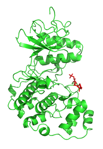 Protein structure of MAPK.