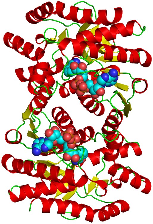 Protein structure of MDH.