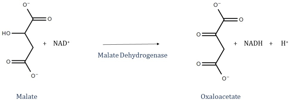 Generalreaction showing malate dehydrogenase catalyzed oxidation of malate throughreduction of NAD+.