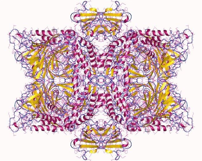 Protein structure of mannosidase.