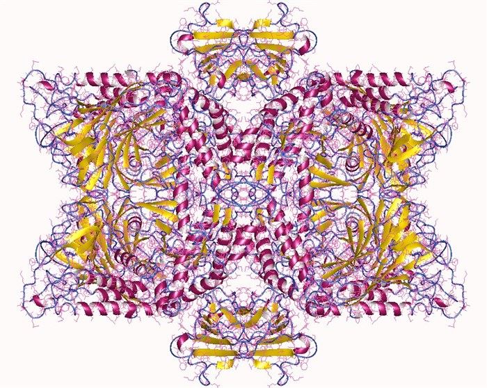 Protein structure of mannosidase.