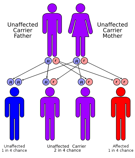 Alpha-mannosidosis is a lysosomal storage disorder.