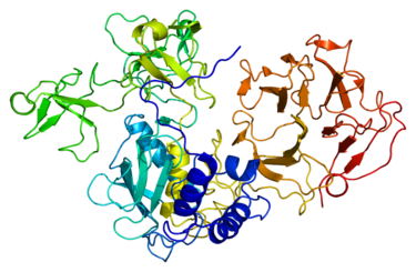 Matrix metalloproteinases